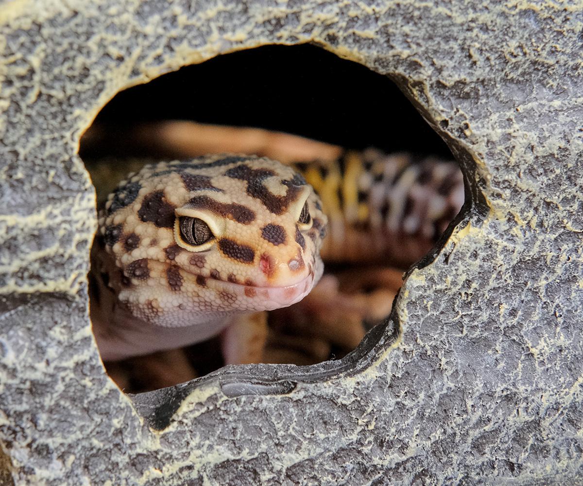Enlarge Pickle, a Adopted Gecko in Greenfield, WI image 1/3