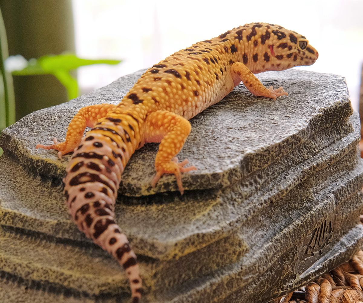 Enlarge Pickle, a Adopted Gecko in Greenfield, WI image 2/3