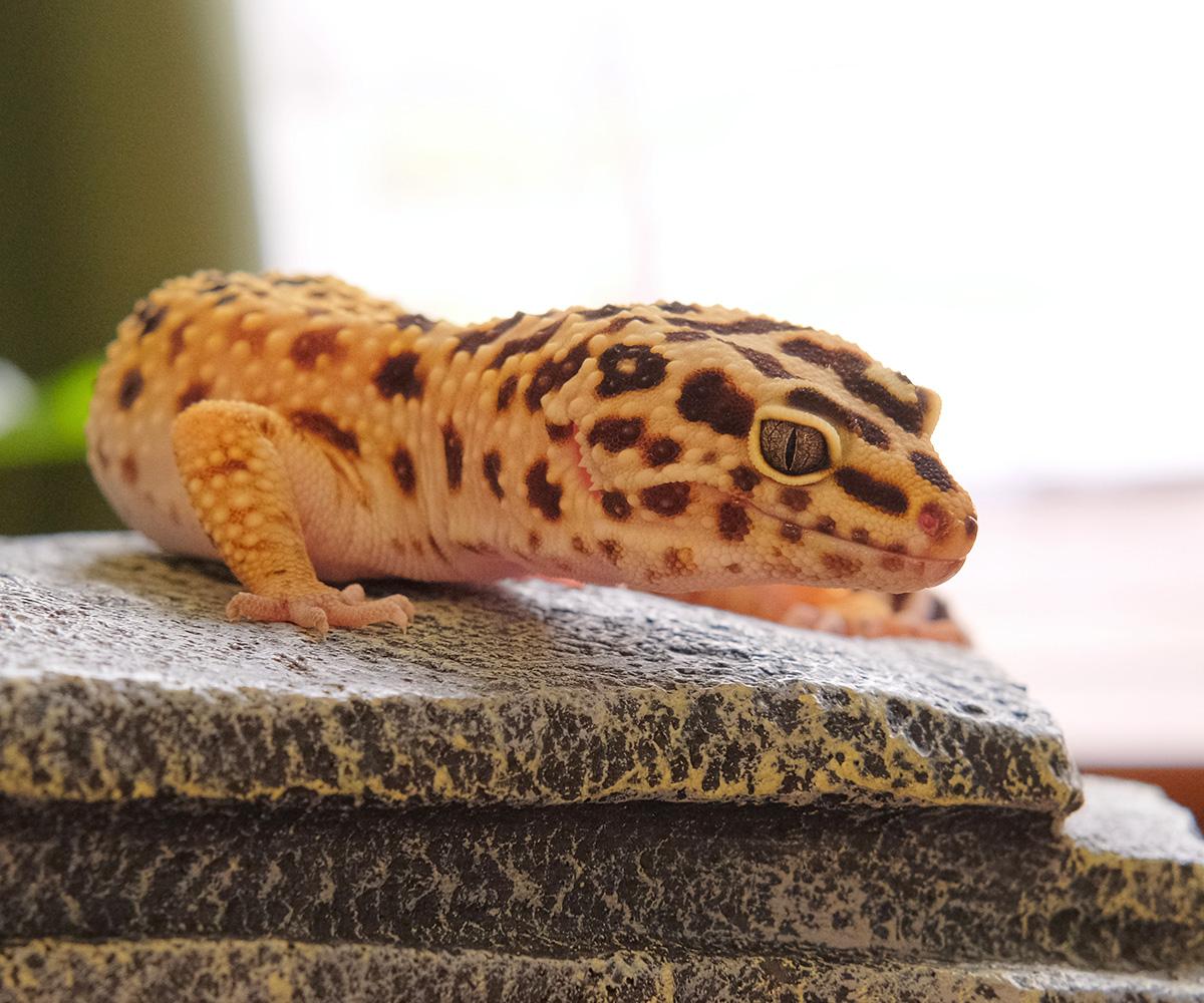 Enlarge Pickle, a Adopted Gecko in Greenfield, WI image 3/3