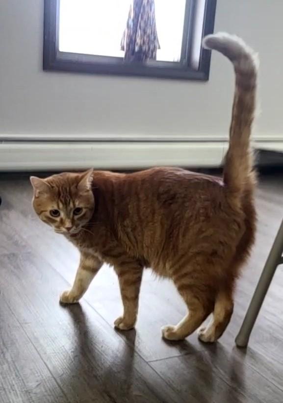 Goliath , ADOPTABLE, Adult Male Domestic Short Hair.