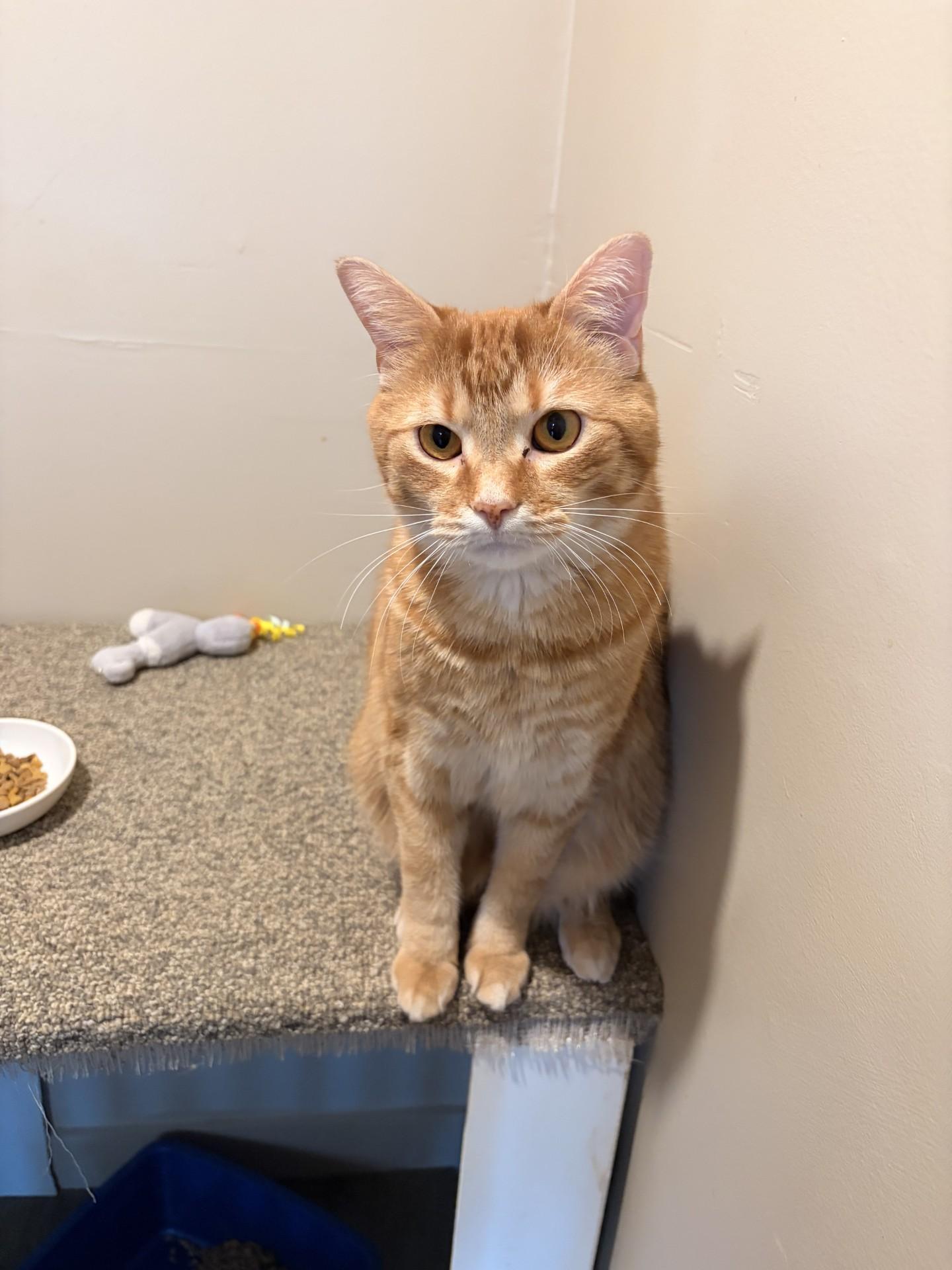 Enlarge Goliath , a ADOPTABLE Domestic Short Hair in Orleans, VT image 3/3