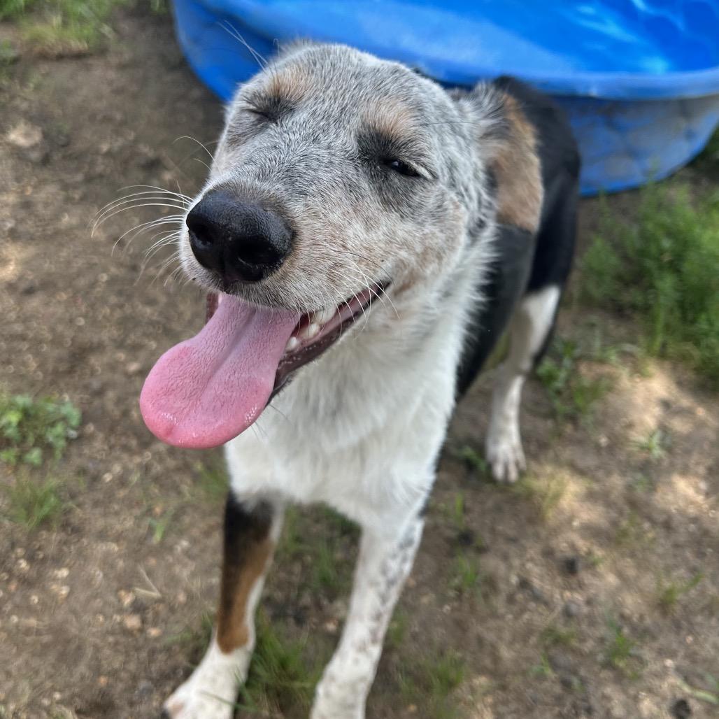 Gunther, Adoptable, Young Male Australian Cattle Dog / Blue Heeler & Mixed Breed.