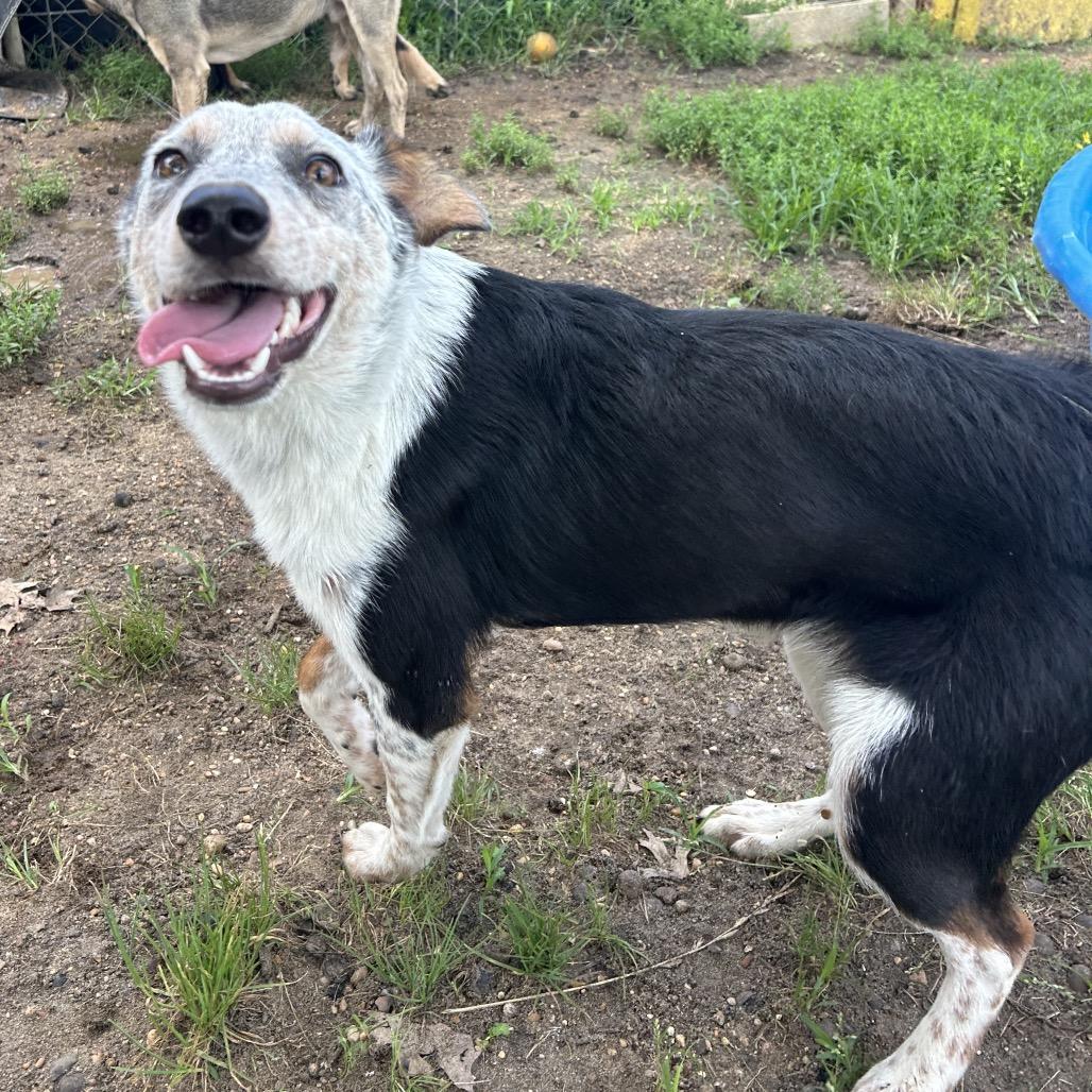 Enlarge Gunther, a Adoptable mixed breed in West Point, MS image 2/6