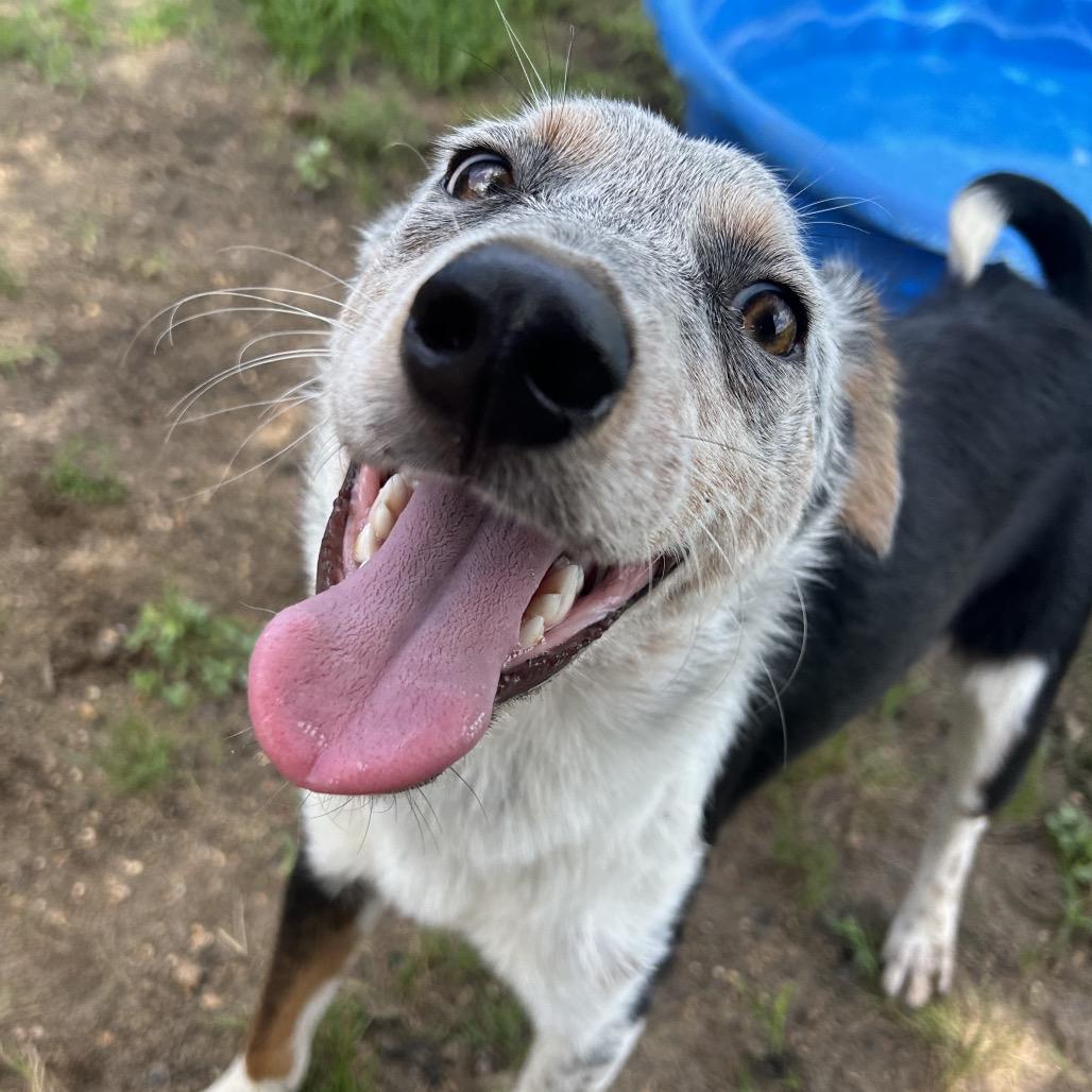 Enlarge Gunther, a Adoptable mixed breed in West Point, MS image 3/6