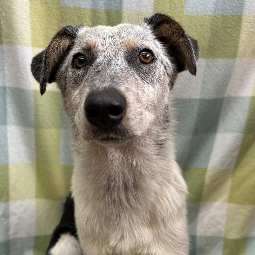 Enlarge Gunther, a Adoptable mixed breed in West Point, MS image 4/6