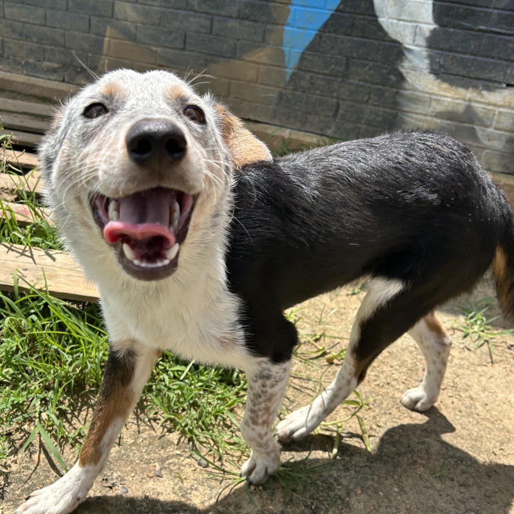 Enlarge Gunther, a Adoptable mixed breed in West Point, MS image 5/6
