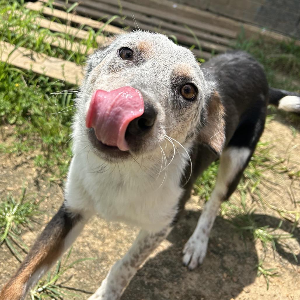 Enlarge Gunther, a Adoptable mixed breed in West Point, MS image 6/6