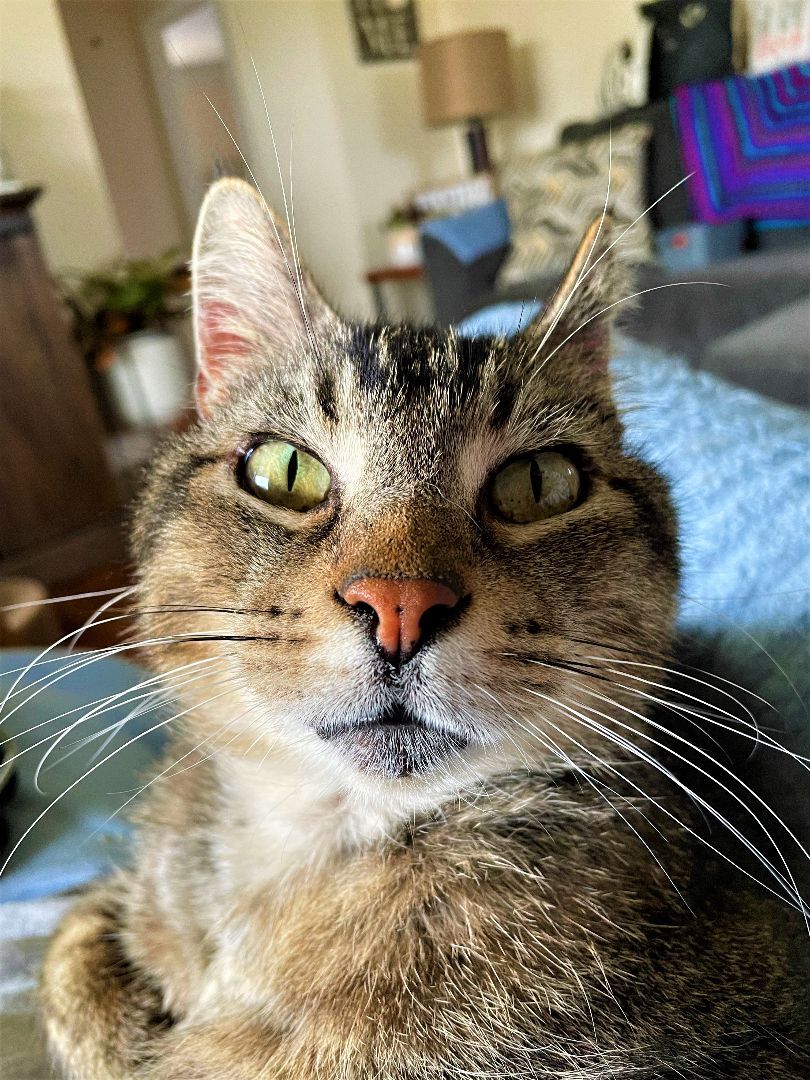 Jack "JJ", Adoptable, Adult Male Tabby & Domestic Short Hair.