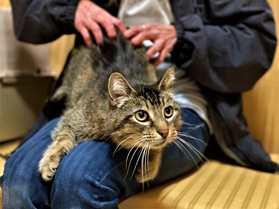 Jack "JJ", a Adoptable mixed breed in Taylor, MI image 2/6