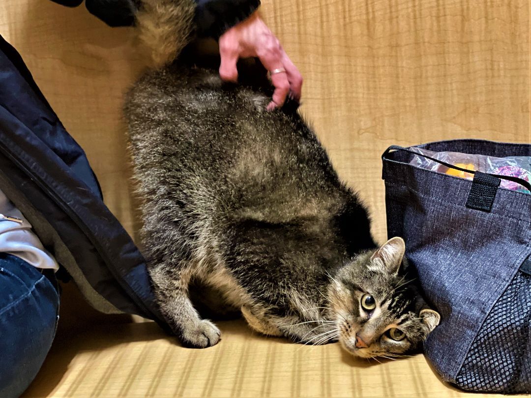 Jack "JJ", a Adoptable mixed breed in Taylor, MI image 3/6