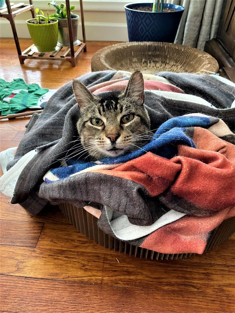 Jack "JJ", a Adoptable mixed breed in Taylor, MI image 4/6