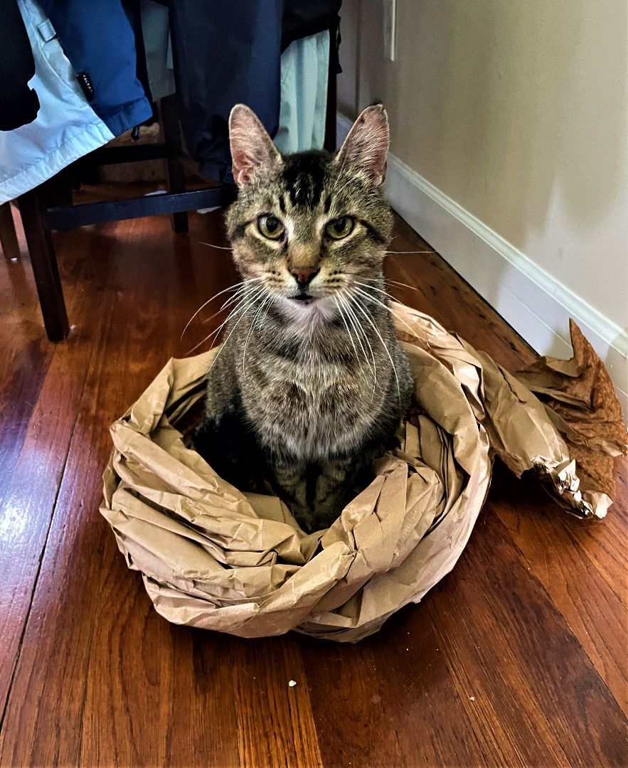 Jack "JJ", a Adoptable mixed breed in Taylor, MI image 5/6