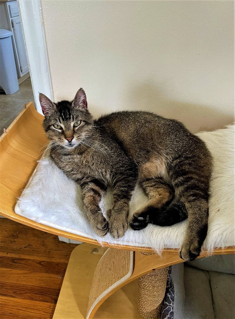 Jack "JJ", a Adoptable mixed breed in Taylor, MI image 6/6