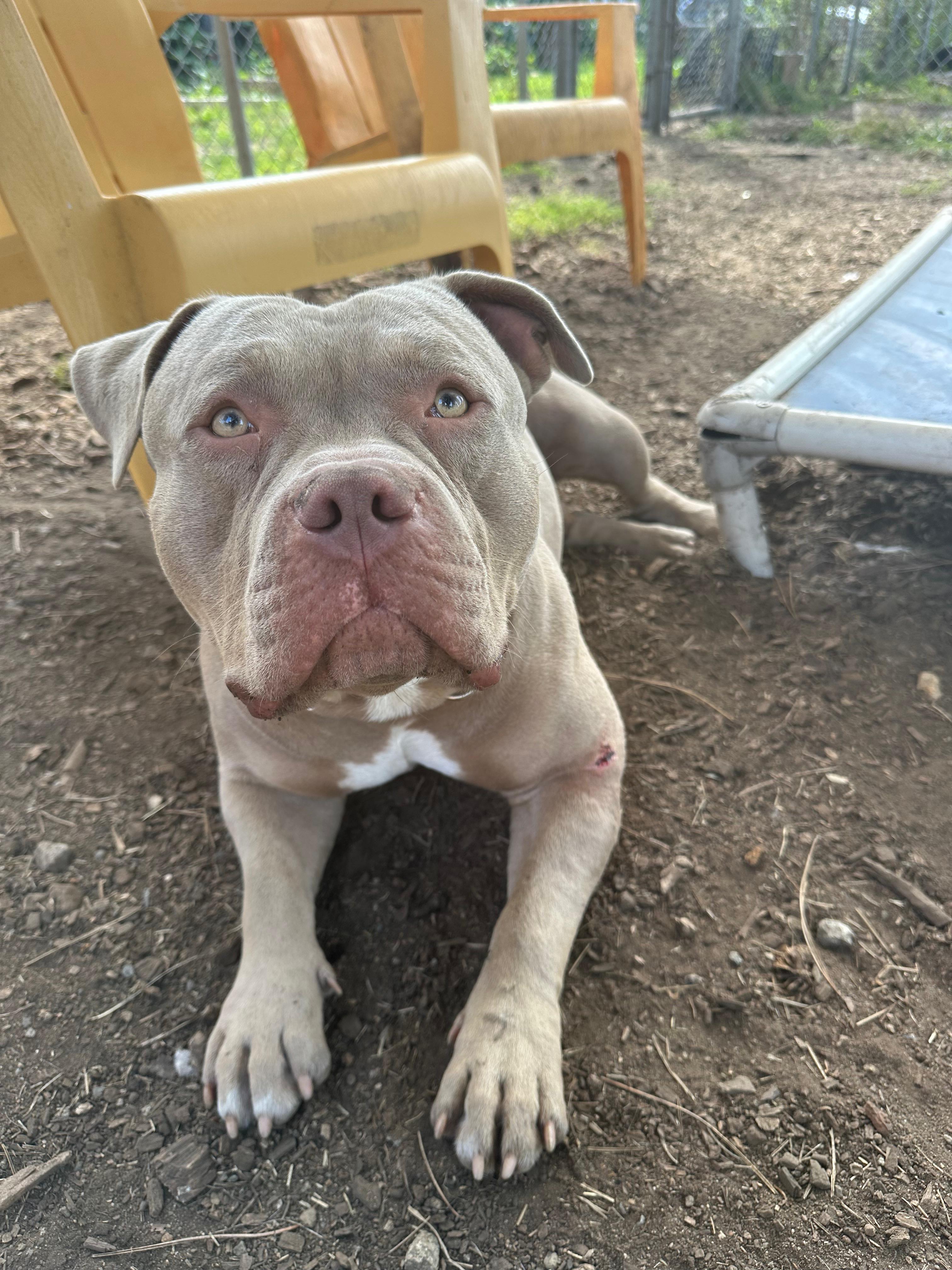Enlarge Tater, a Adopted Pit Bull Terrier in Vancouver, BC image 5/5