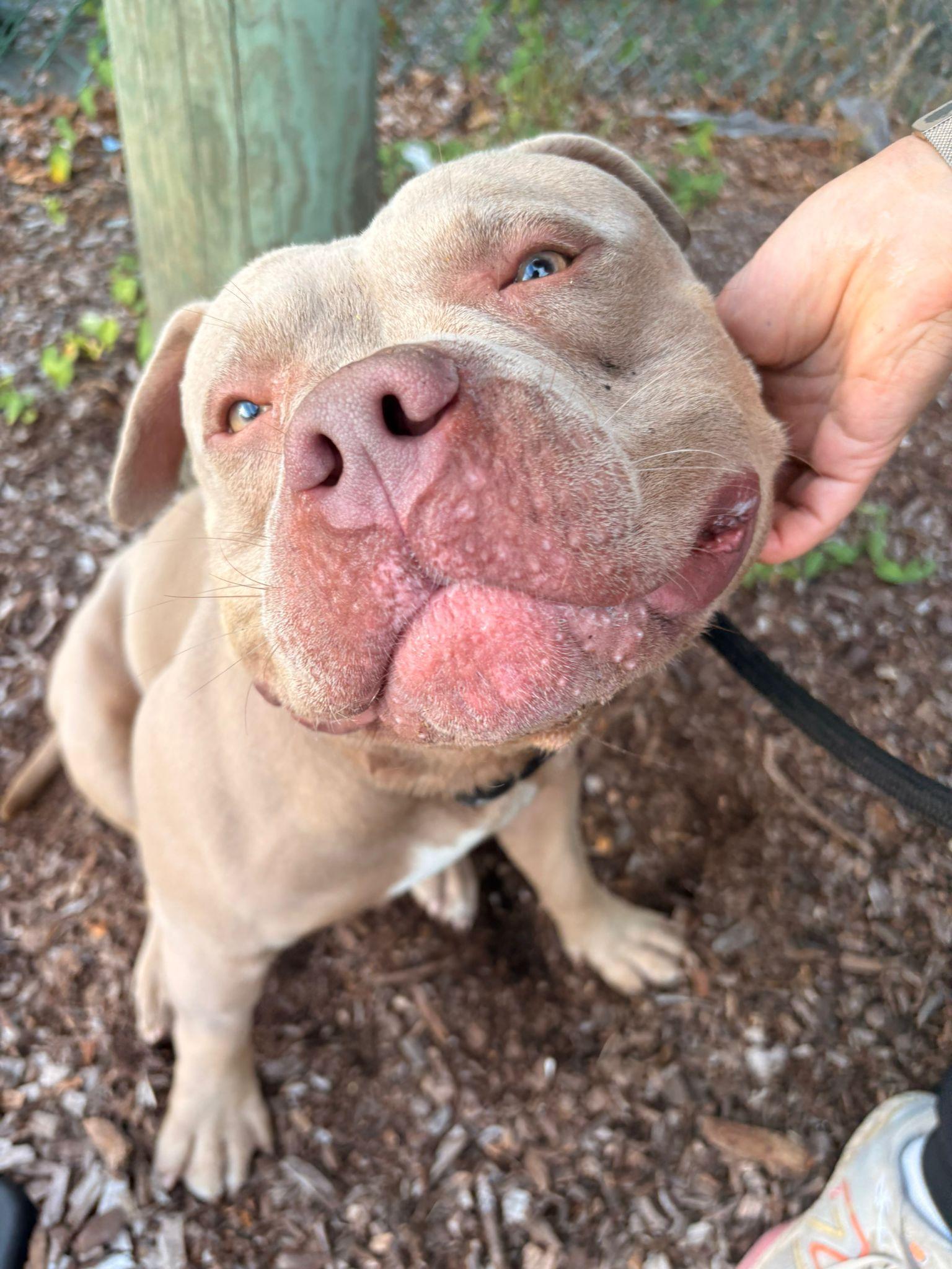 Enlarge Tater, a Adopted Pit Bull Terrier in Vancouver, BC image 4/5