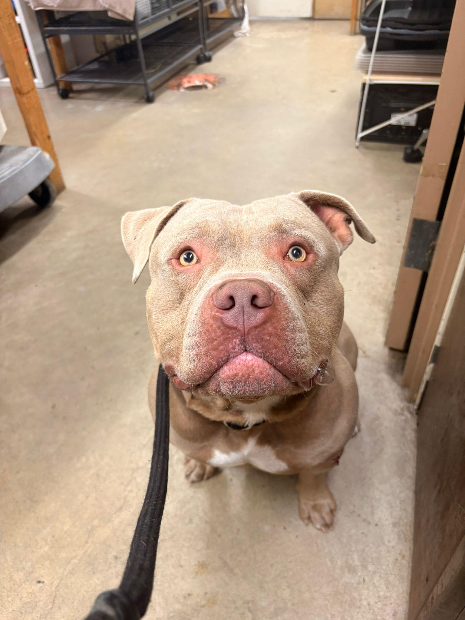 Enlarge Tater, a Adopted Pit Bull Terrier in Vancouver, BC image 2/5