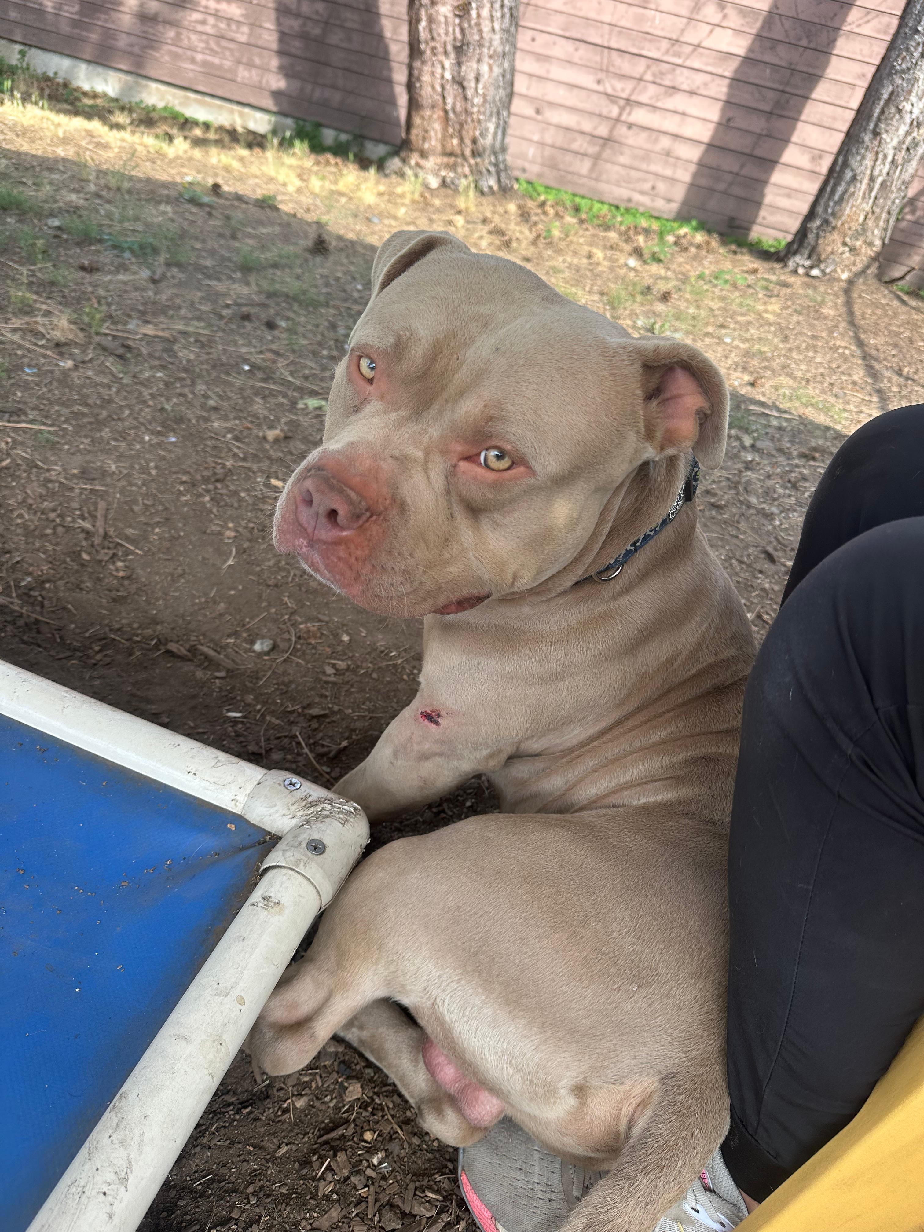 Enlarge Tater, a Adopted Pit Bull Terrier in Vancouver, BC image 3/5