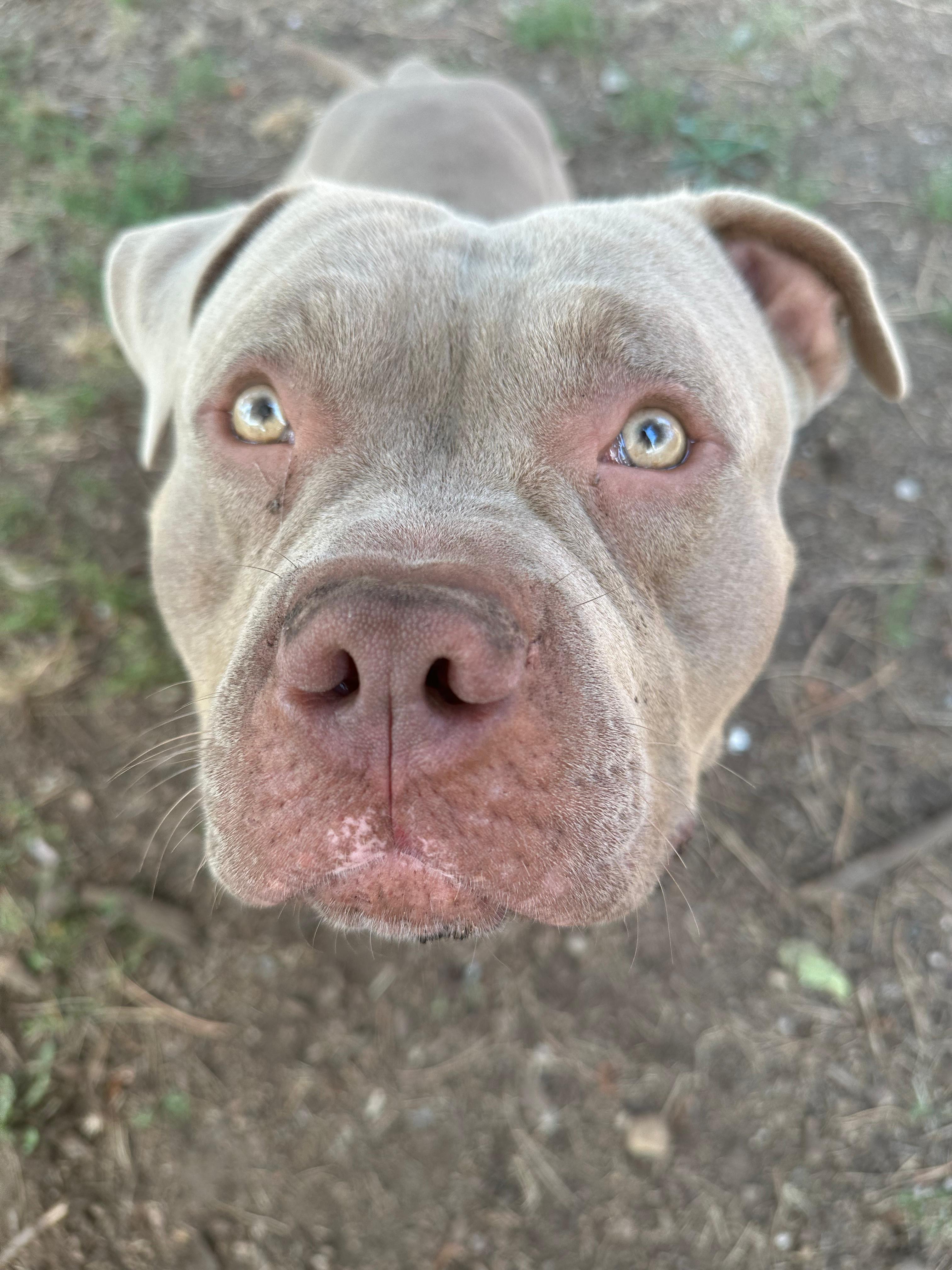 Enlarge Tater, a Adopted Pit Bull Terrier in Vancouver, BC image 1/5