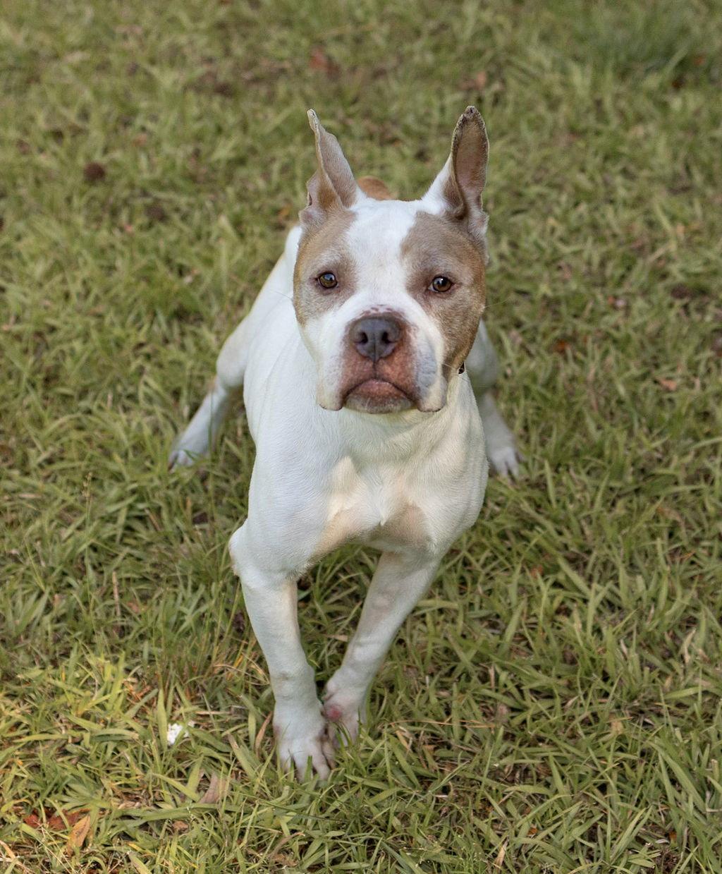 Twiggy, Adopted, Senior Female Mixed Breed.