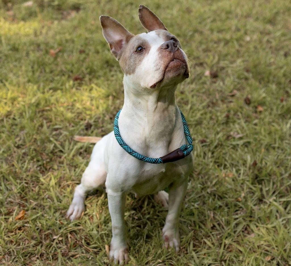 Enlarge Twiggy, a Adopted Mixed Breed in Durham, NC image 2/3