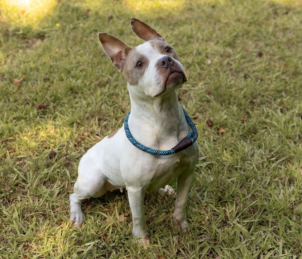 Enlarge Twiggy, a Adopted Mixed Breed in Durham, NC image 3/3