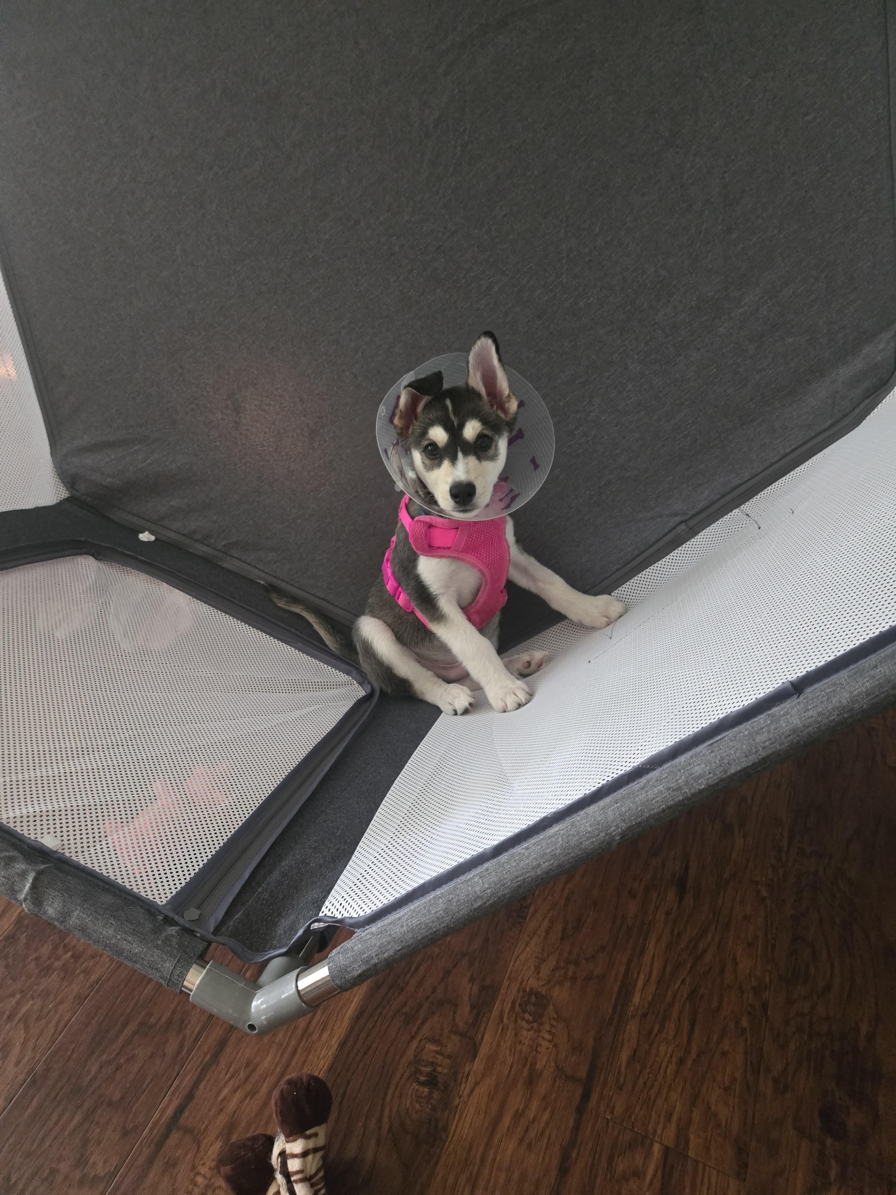 Enlarge Alfredo, a Adoptable mixed breed in Oakville, ON image 4/6