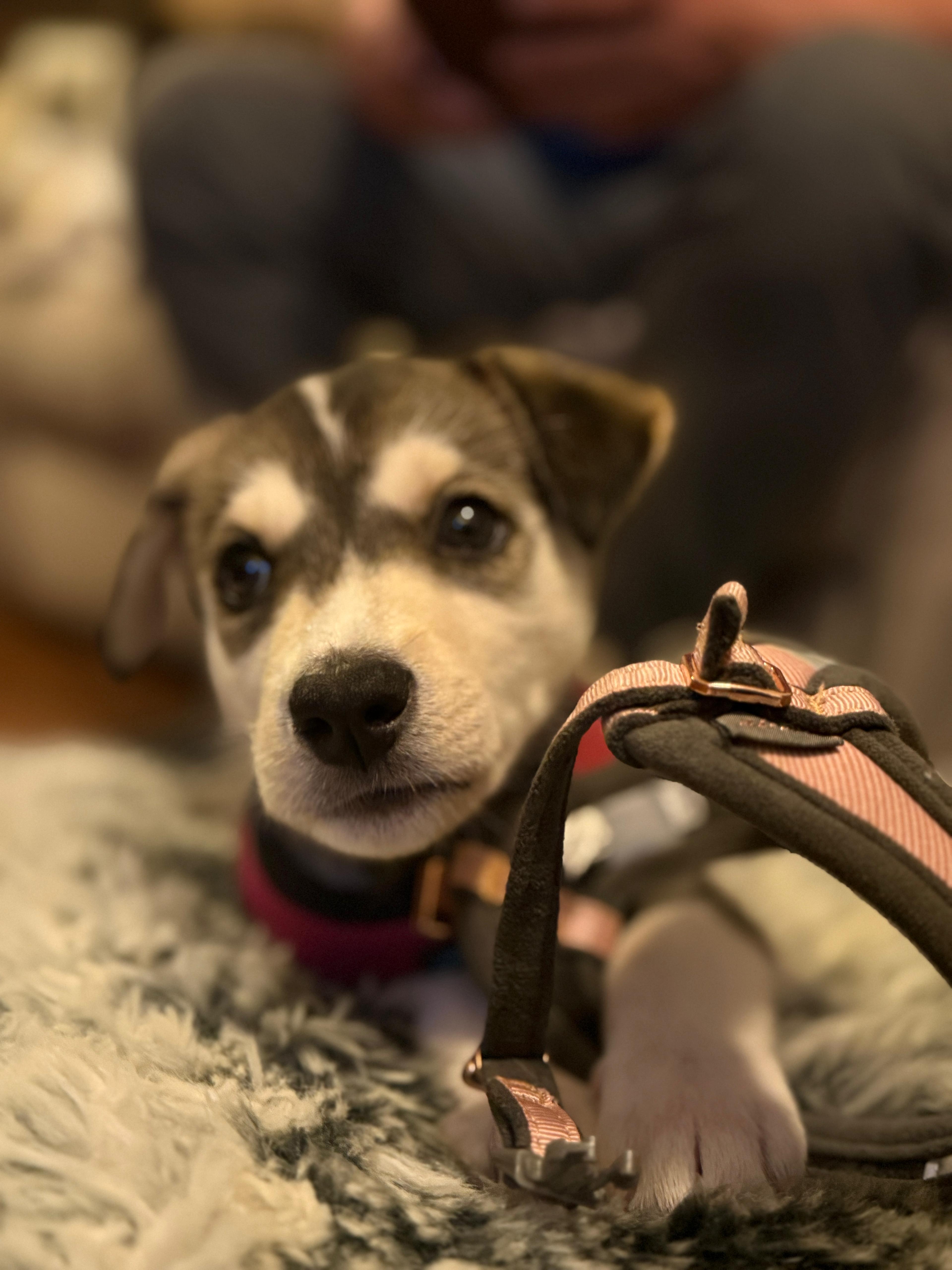 Enlarge Alfredo, a Adoptable mixed breed in Oakville, ON image 6/6
