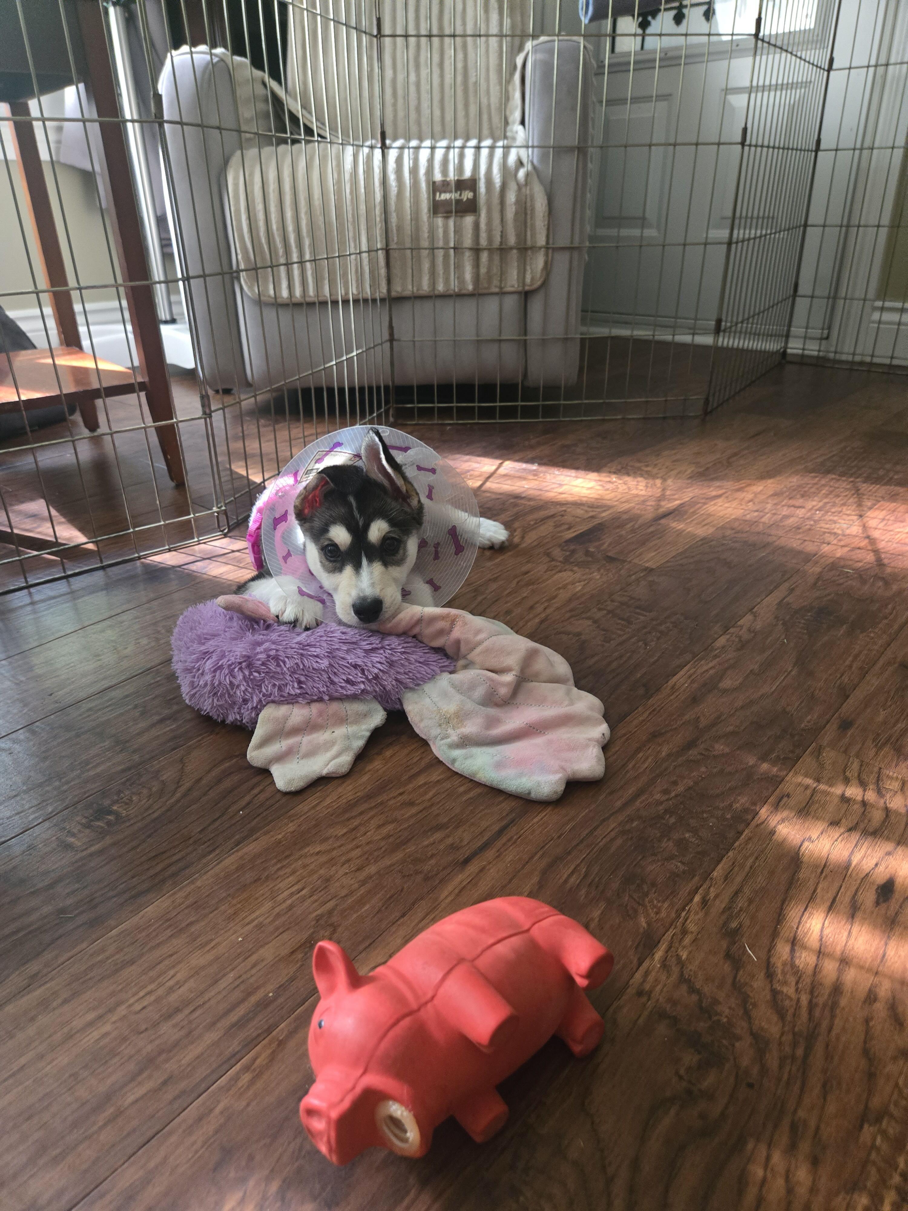 Enlarge Alfredo, a Adoptable mixed breed in Oakville, ON image 5/6