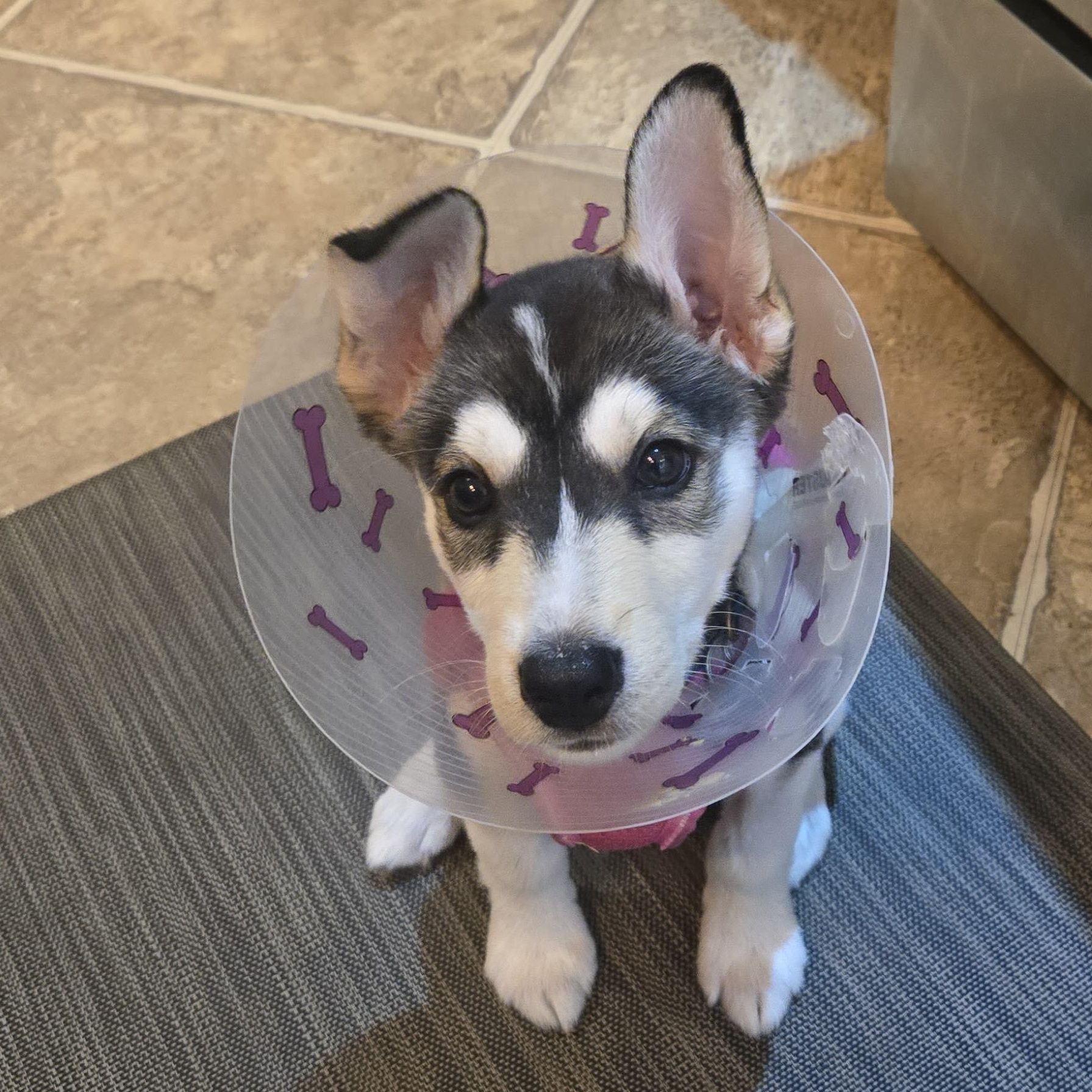 Enlarge Alfredo, a Adoptable mixed breed in Oakville, ON image 1/6