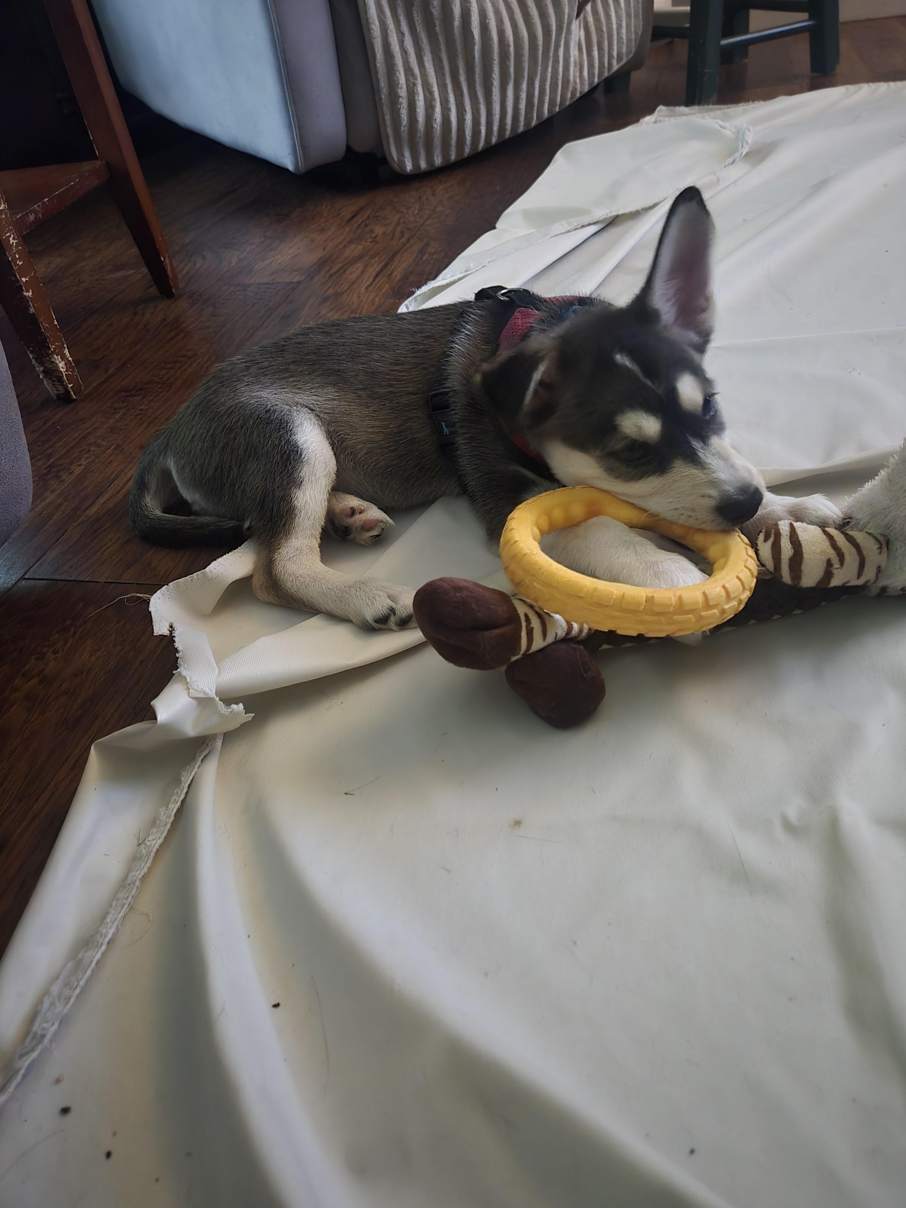 Enlarge Alfredo, a Adoptable mixed breed in Oakville, ON image 3/6