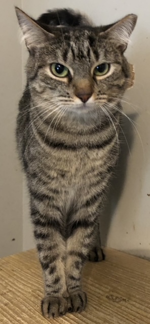 Gina, Adoptable, Adult Female Domestic Short Hair.