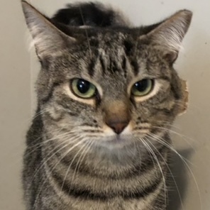 Enlarge Gina, a Adoptable Domestic Short Hair in Bellmawr, NJ image 1/3