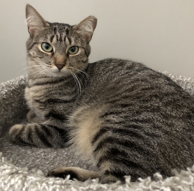 Gina, a Adoptable Domestic Short Hair in Bellmawr, NJ image 2/3