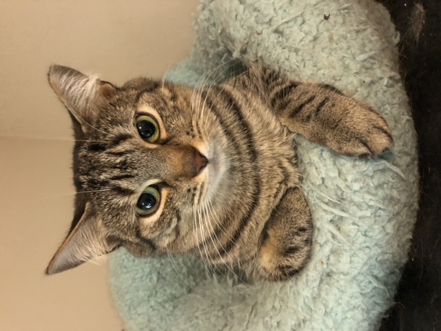 Gina, a Adoptable Domestic Short Hair in Bellmawr, NJ image 3/3