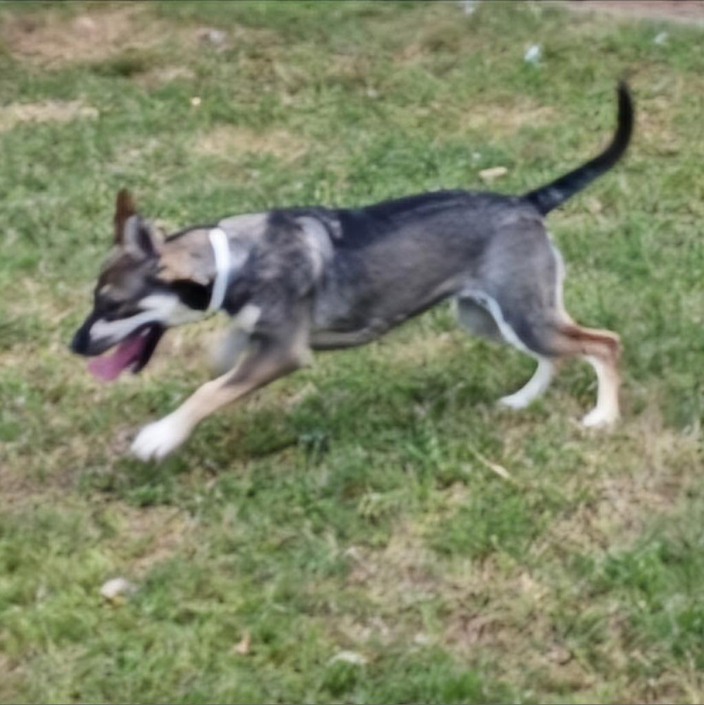 Merryweather, Adoptable, Adult Female Shepherd.