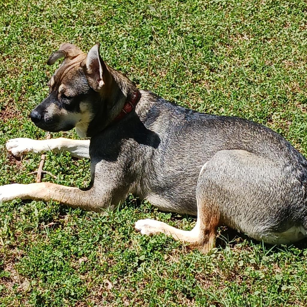 Enlarge Merryweather, a Adoptable Shepherd in Phoenix, AZ image 3/3
