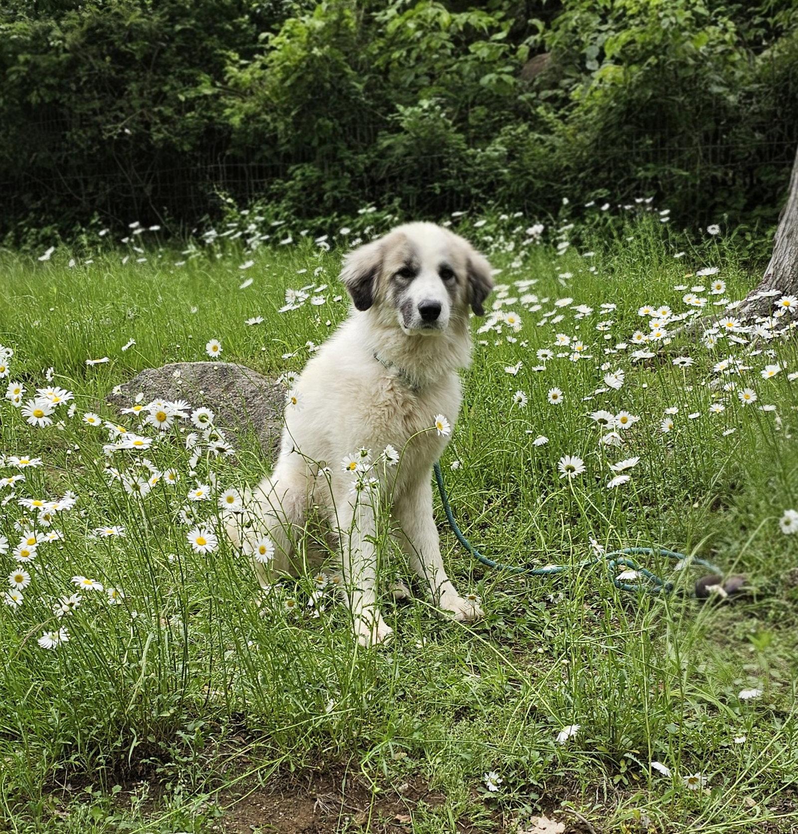 Bear, a Adoptable Great Pyrenees in Croydon, NH image 1/3