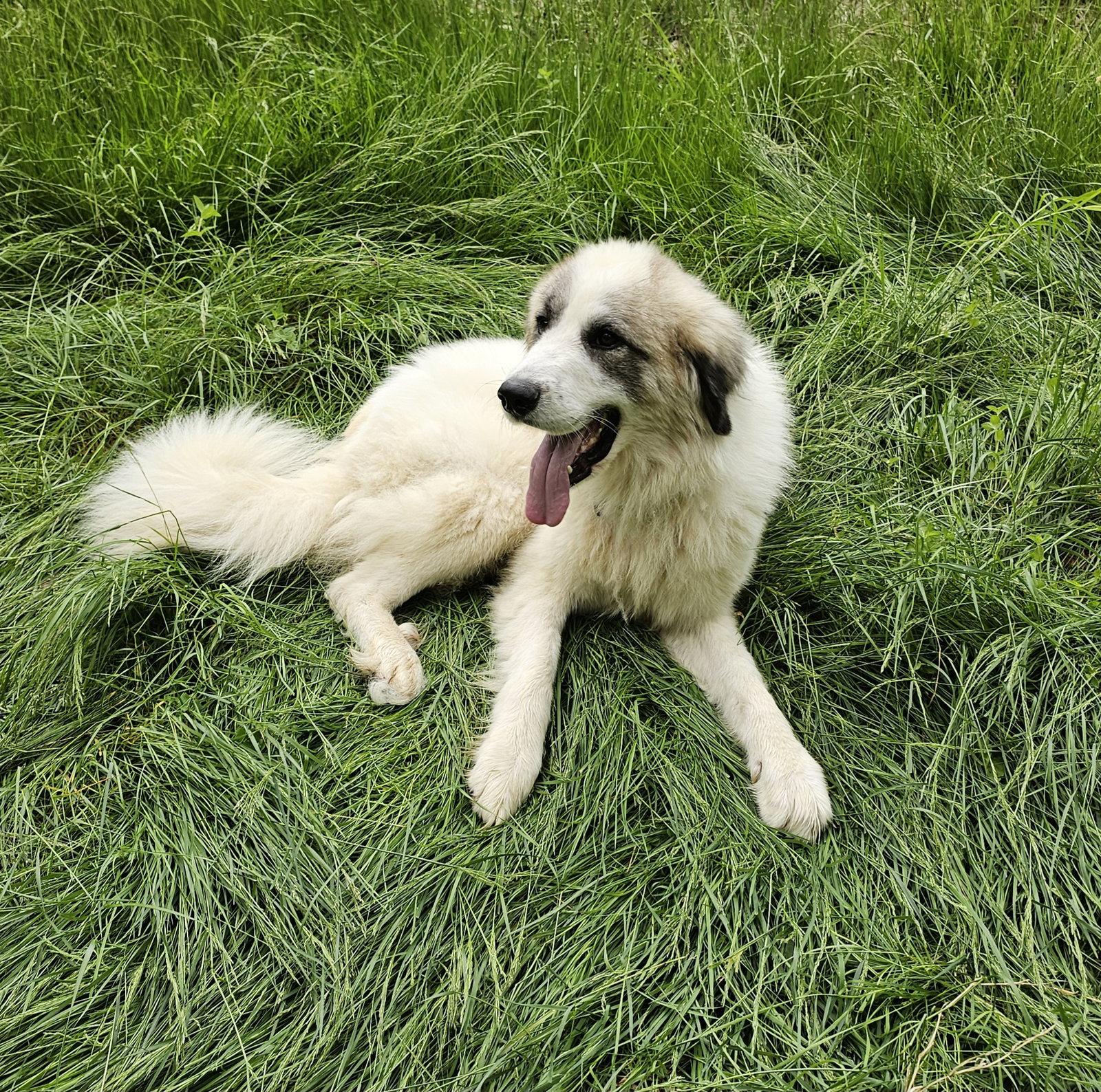 Bear, a Adoptable Great Pyrenees in Croydon, NH image 2/3