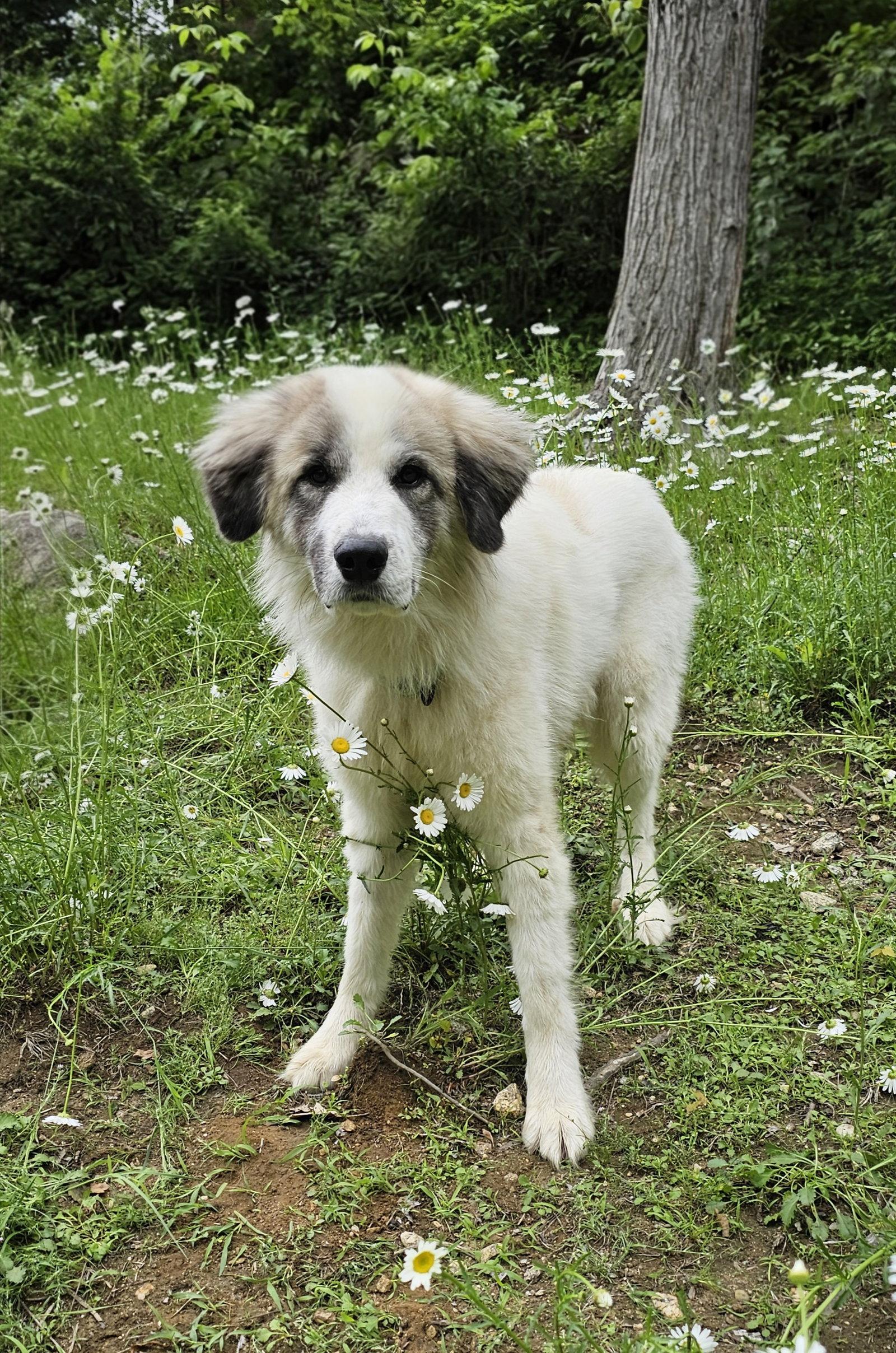 Bear, a Adoptable Great Pyrenees in Croydon, NH image 3/3