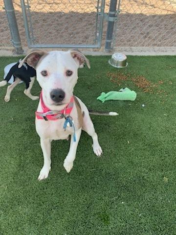 Enlarge Mika, a Adopted mixed breed in San Angelo, TX image 1/1