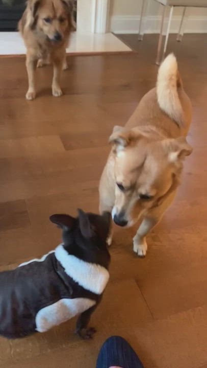 Enlarge Andres, a Adopted Chihuahua in Leland, NC video 1/4