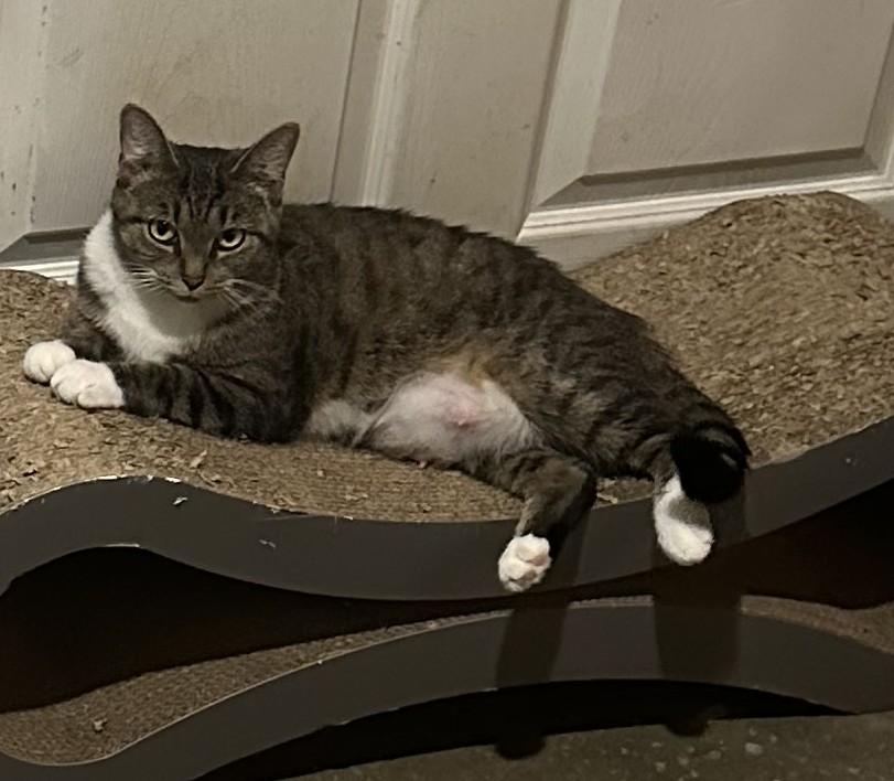 Enlarge Elana, a Adoptable mixed breed in Hickory, NC image 3/6