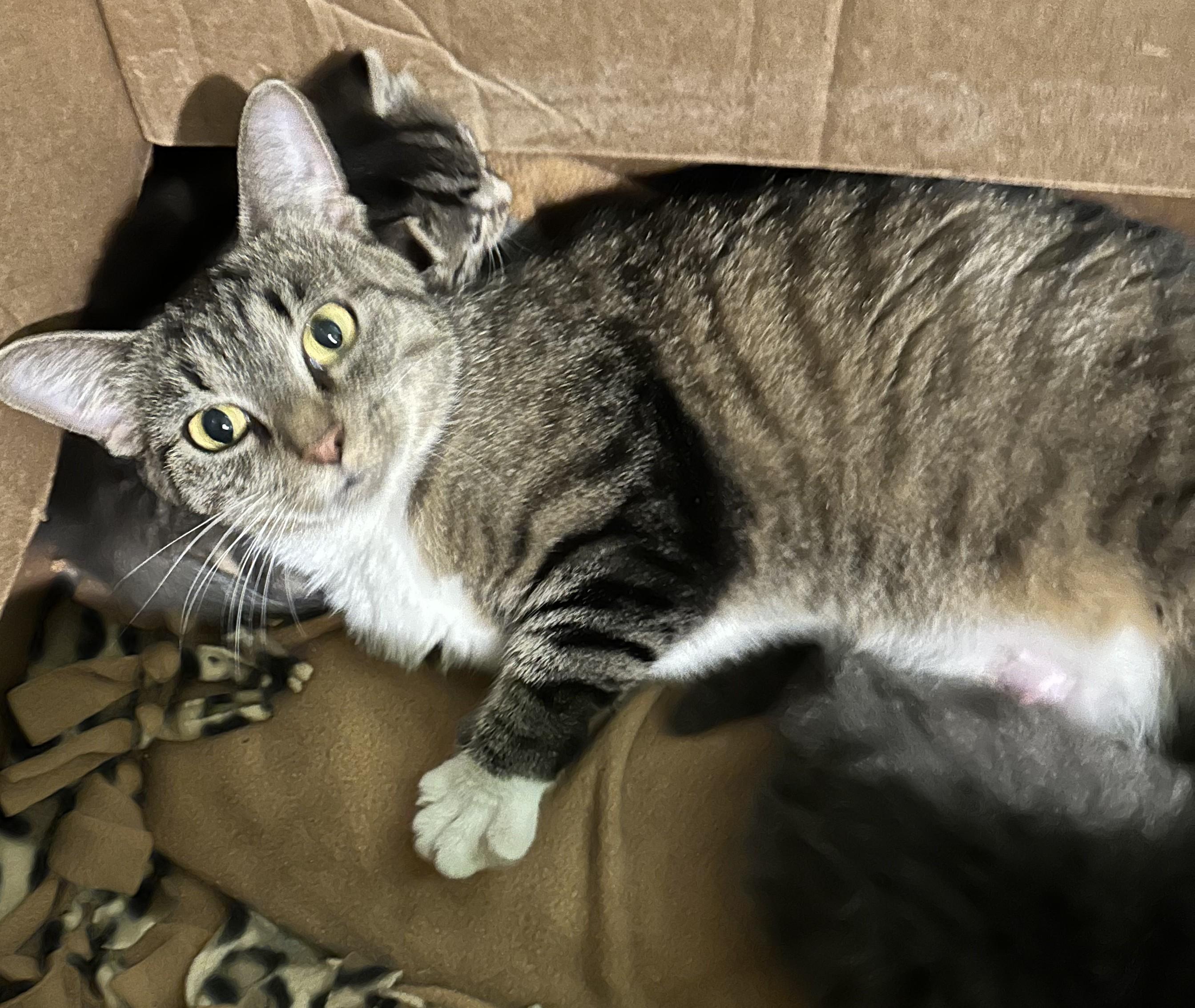 Elana, Adoptable, Young Female Domestic Short Hair & Tabby.