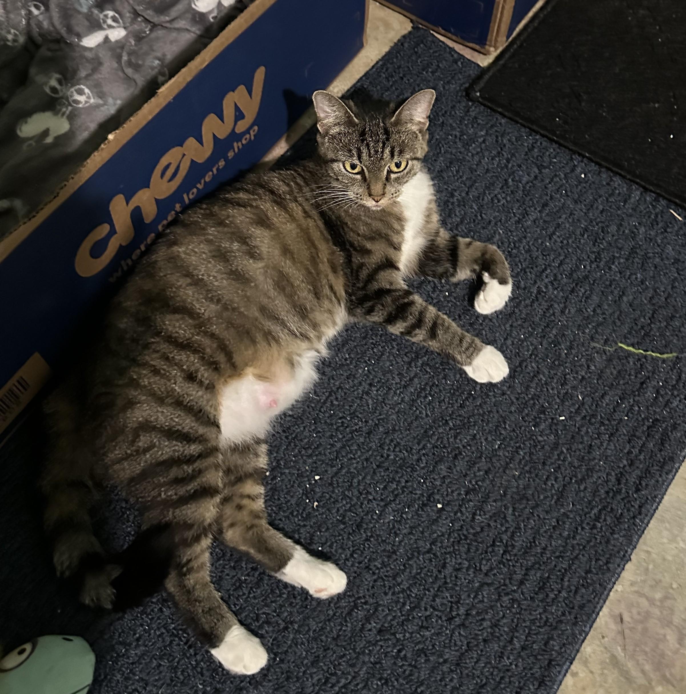 Enlarge Elana, a Adoptable mixed breed in Hickory, NC image 6/6