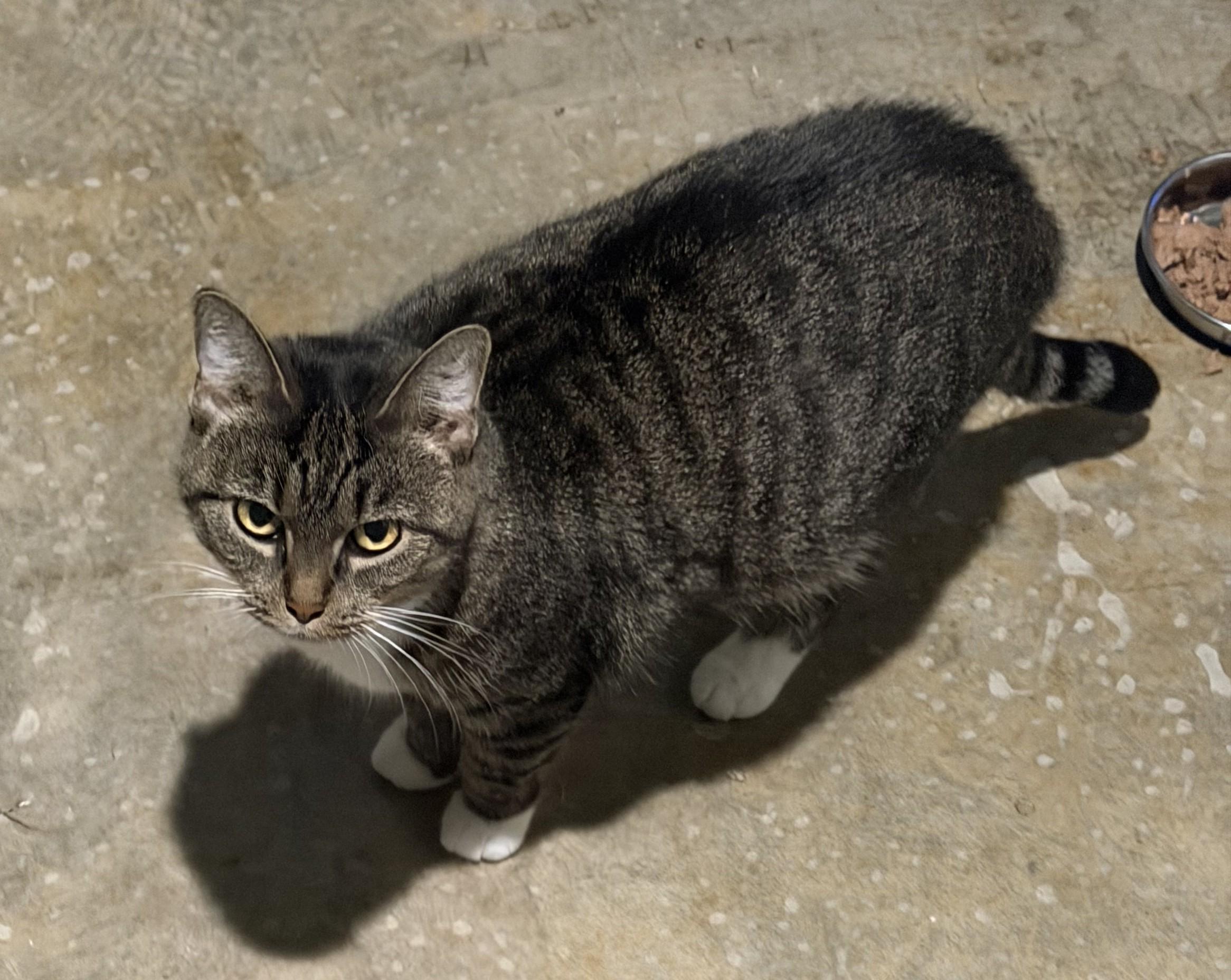 Enlarge Elana, a Adoptable mixed breed in Hickory, NC image 4/6