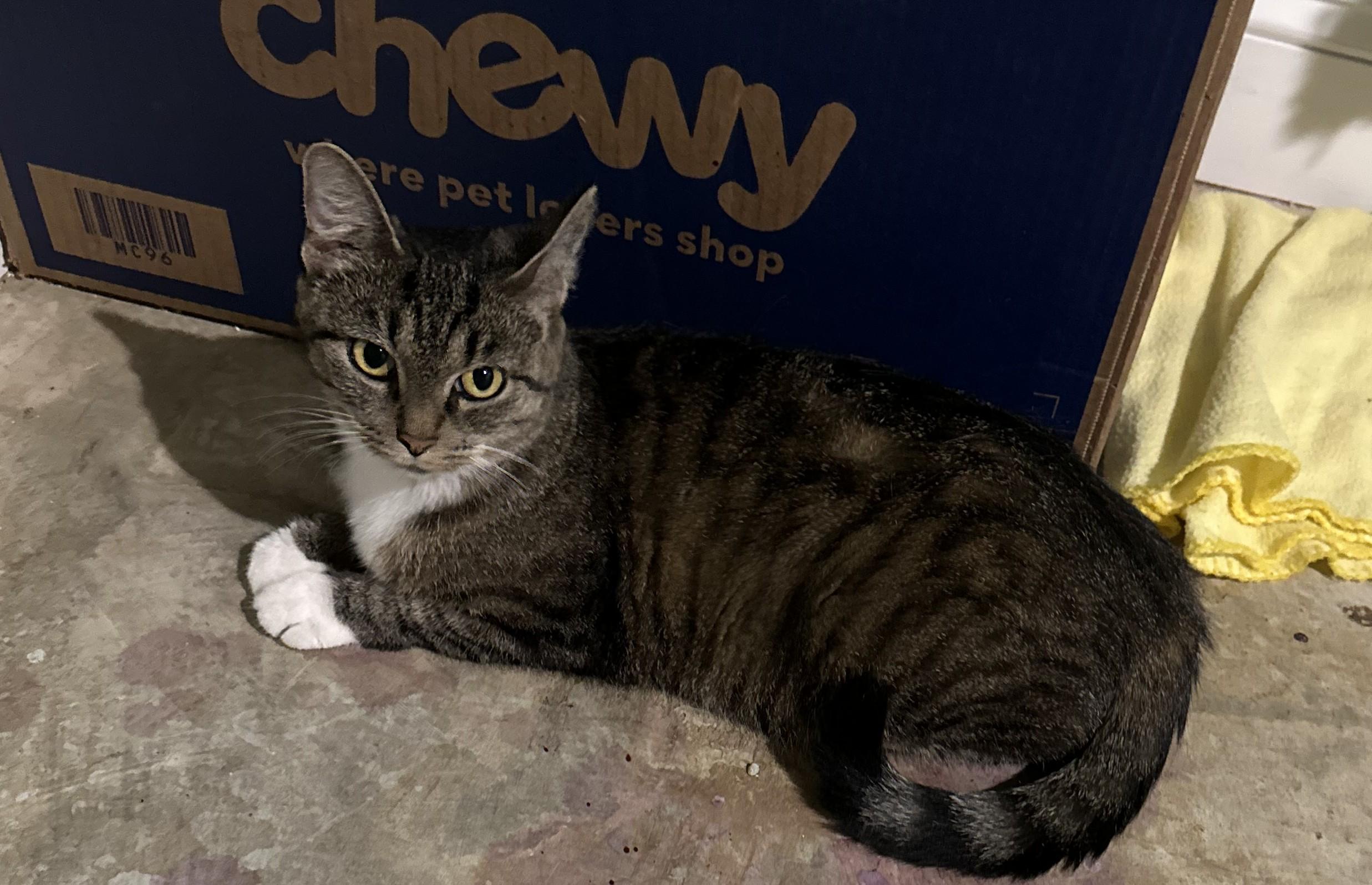 Enlarge Elana, a Adoptable mixed breed in Hickory, NC image 5/6