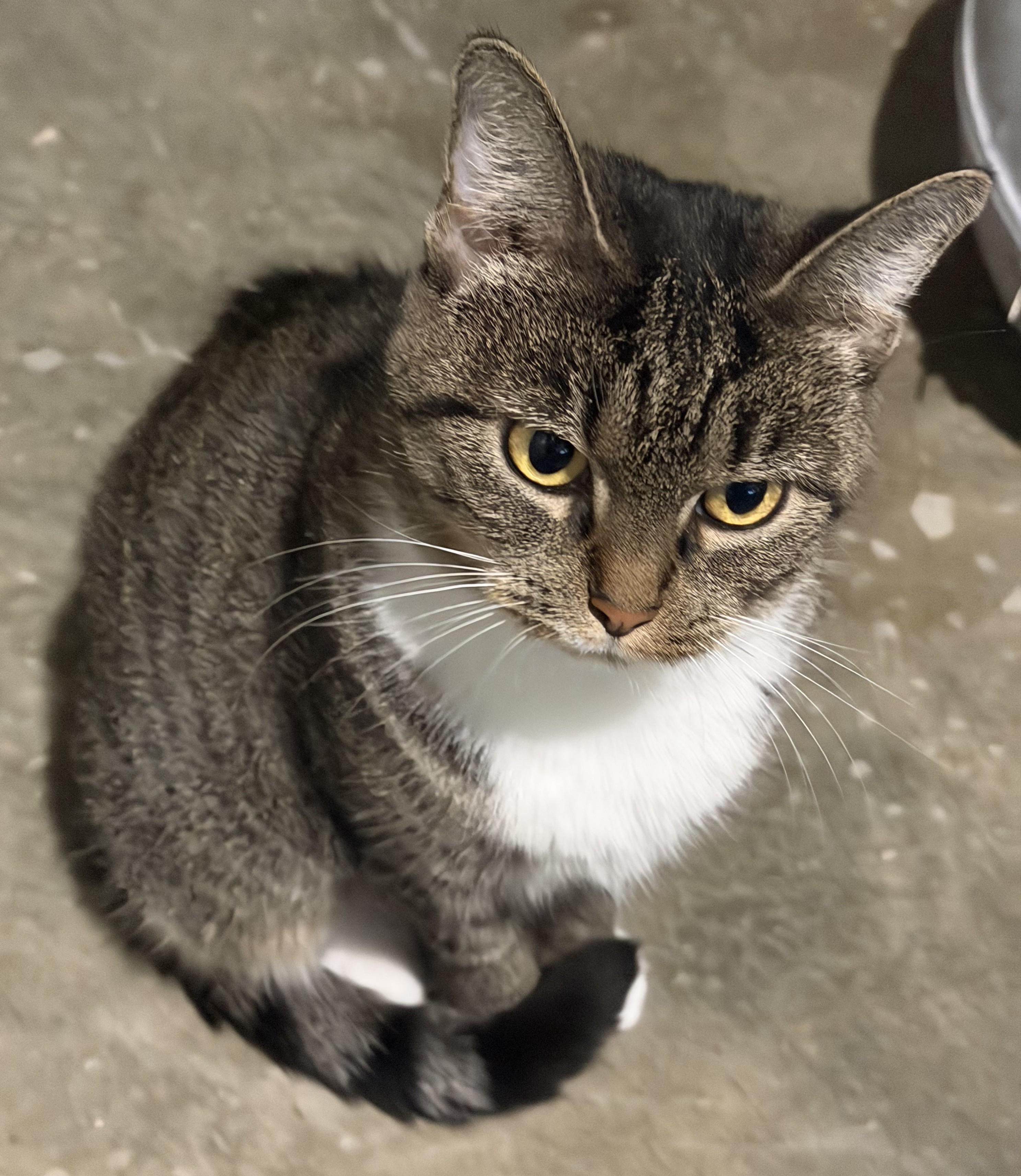 Enlarge Elana, a Adoptable mixed breed in Hickory, NC image 2/6