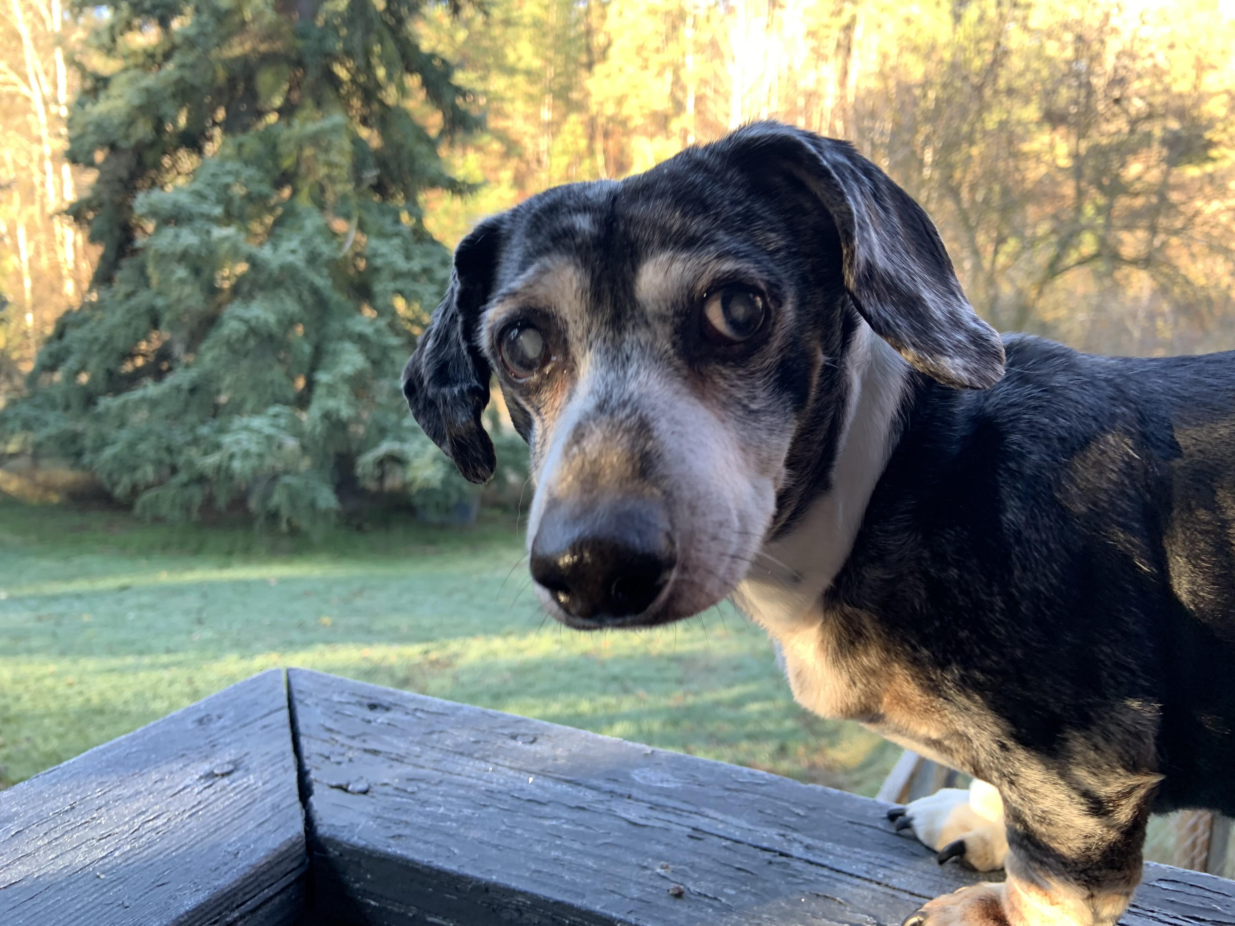Stitch, senior, $200 fee, a ADOPTABLE Dachshund in Spokane, WA image 1/2
