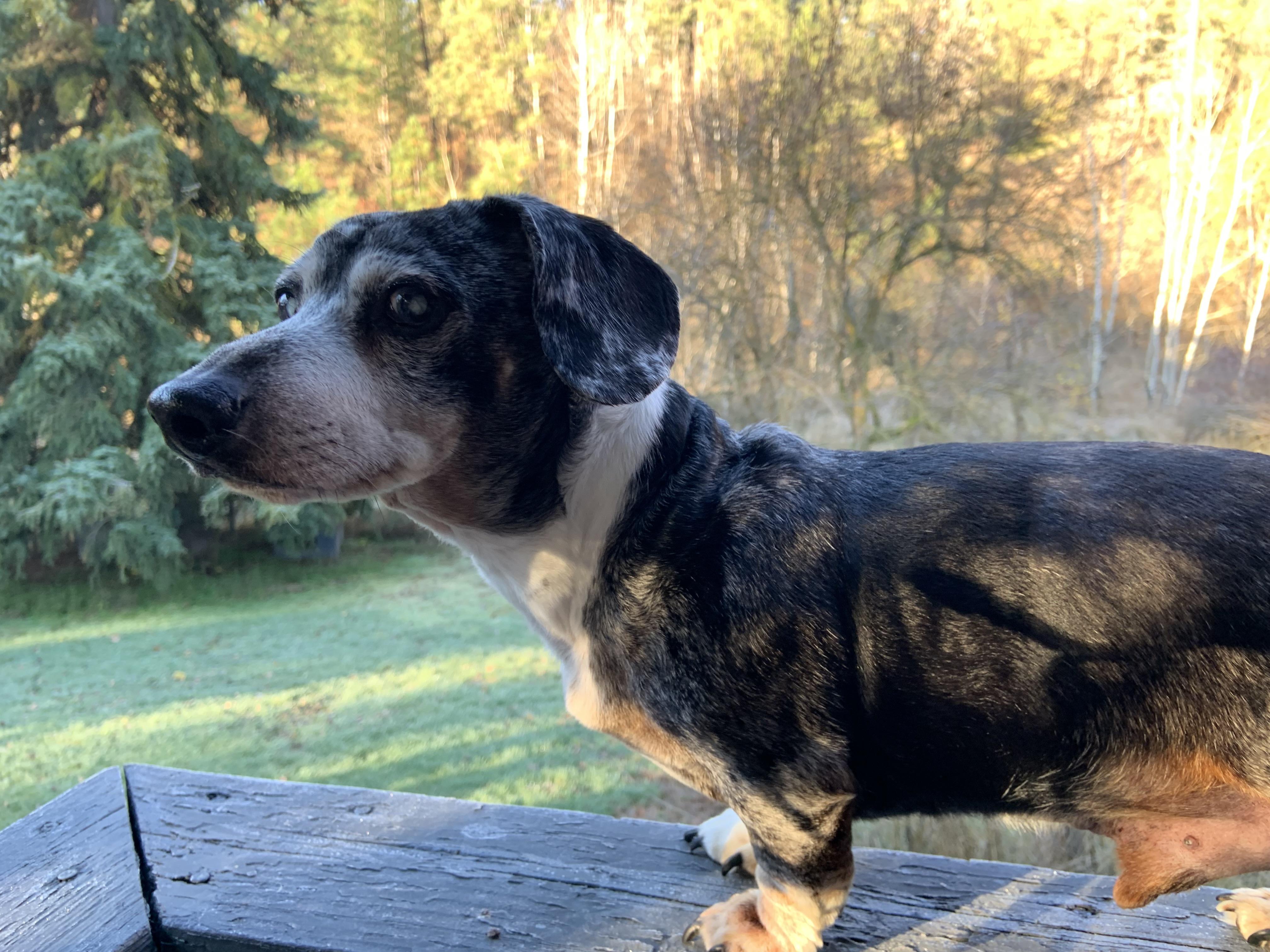 Stitch, senior, $200 fee, a ADOPTABLE Dachshund in Spokane, WA image 2/2