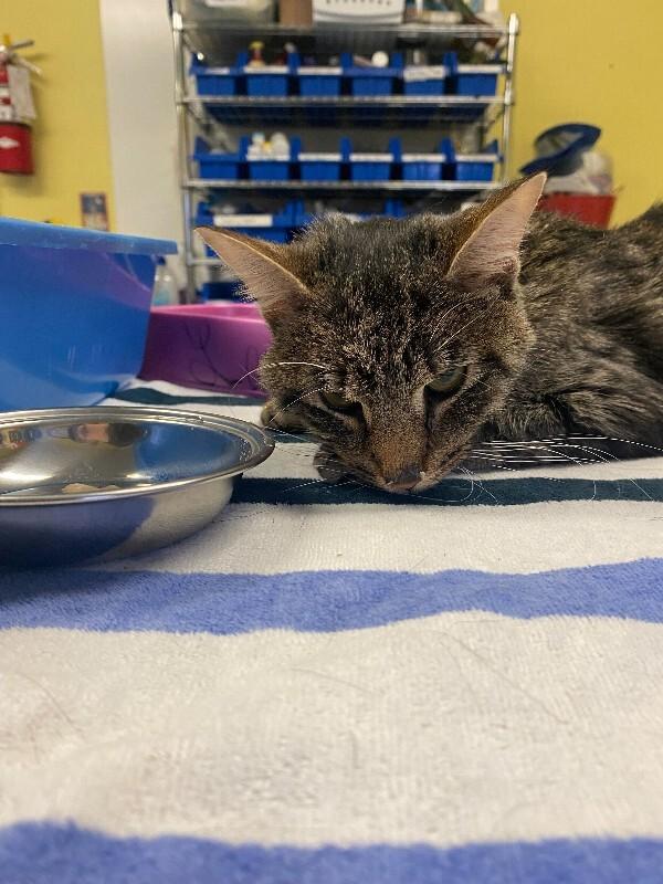 Neo, Adoptable, Adult Male Domestic Short Hair.